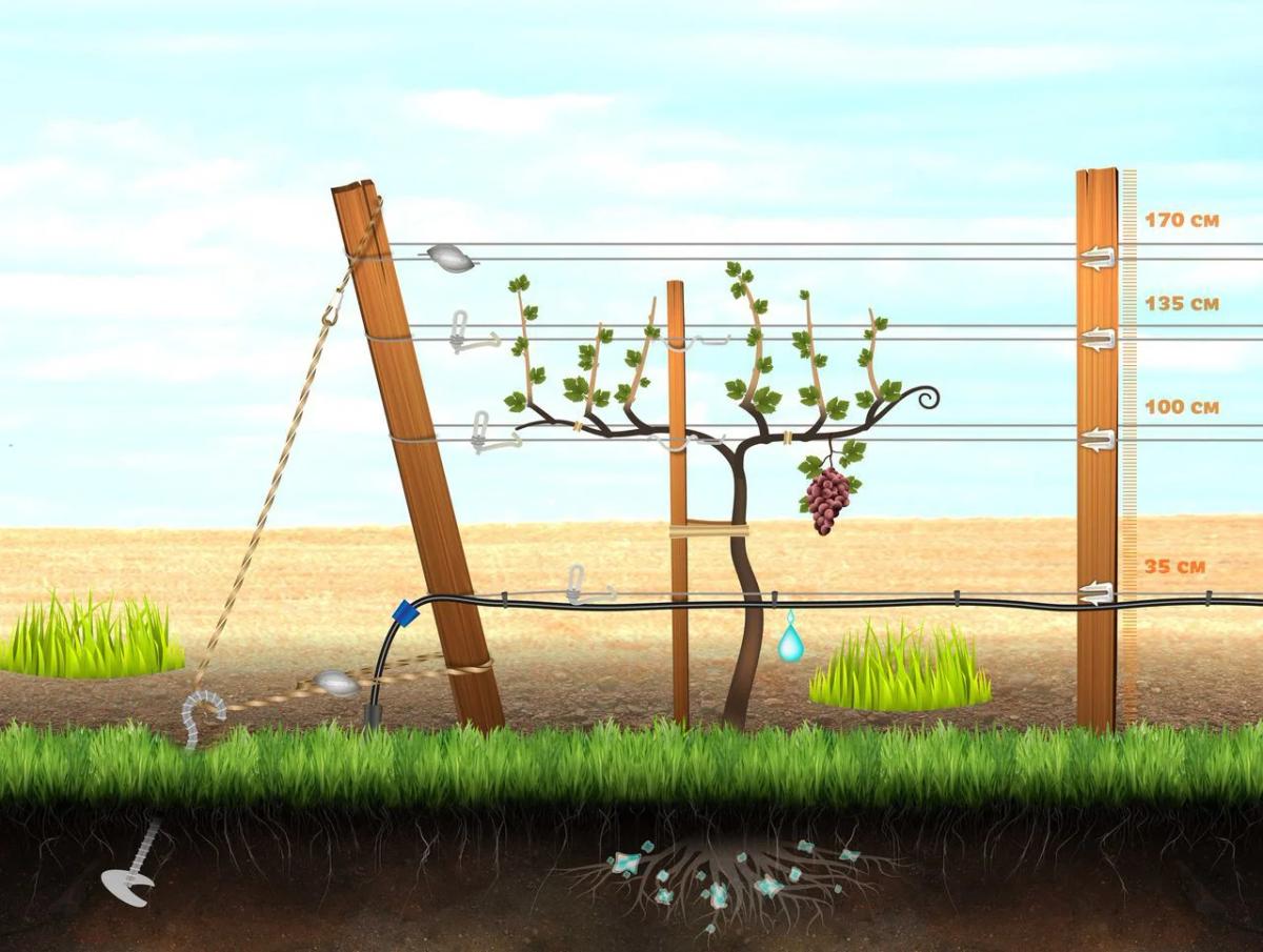 Двухплоскостная шпалера для винограда схема. Двухплоскостная опора для виноград. Шпалерная система для винограда. Донская чаша формировка винограда. Одноплоскостная виноградная шпалера.